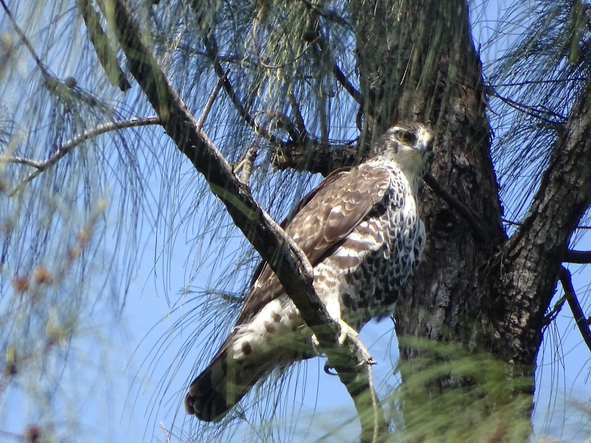 Ayres's Hawk-Eagle - Doris  Schaule