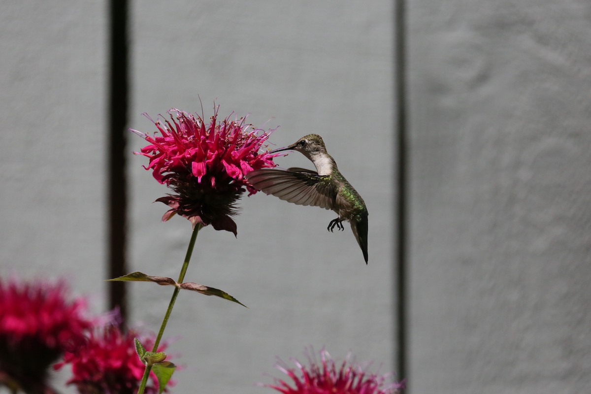 Ruby-throated Hummingbird - Ron Sempier