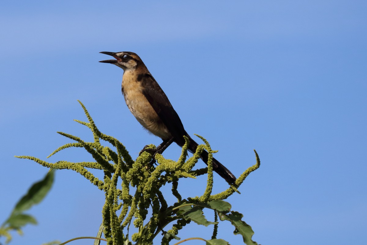 Boat-tailed Grackle (westoni) - Alta Tanner