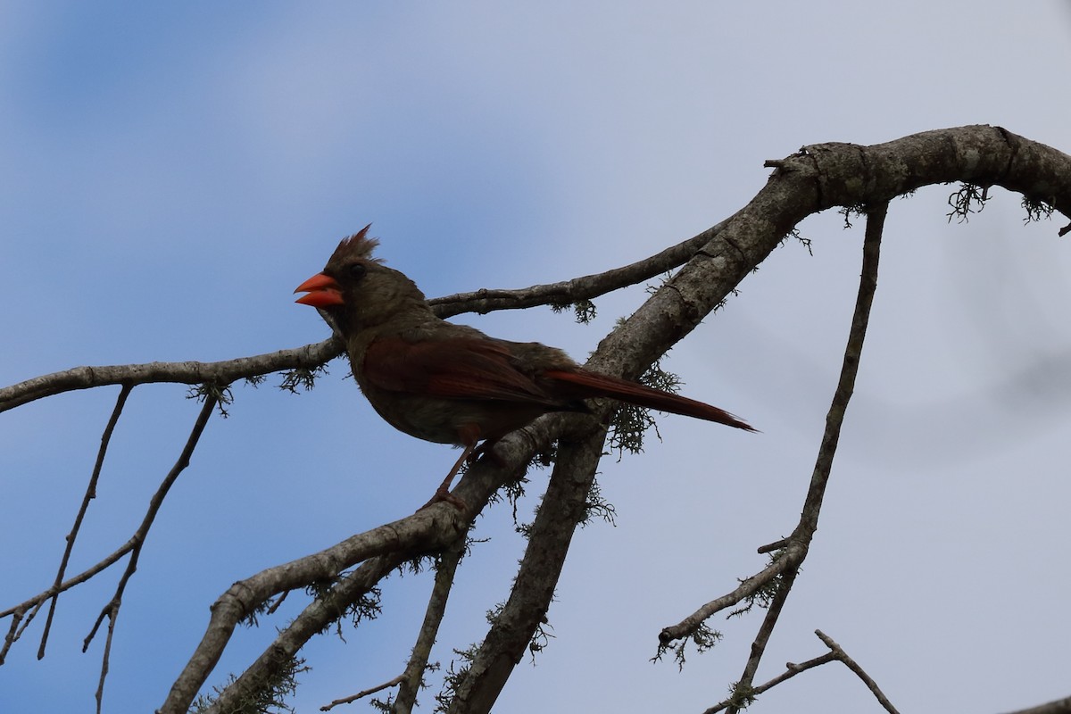 Northern Cardinal - Alta Tanner