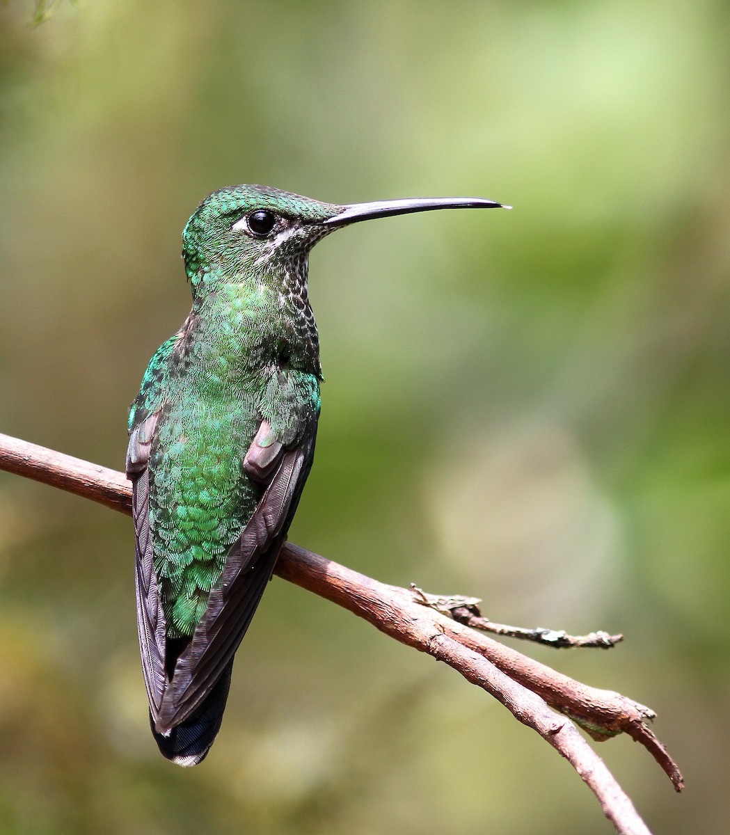 Green-crowned Brilliant - ML107892011