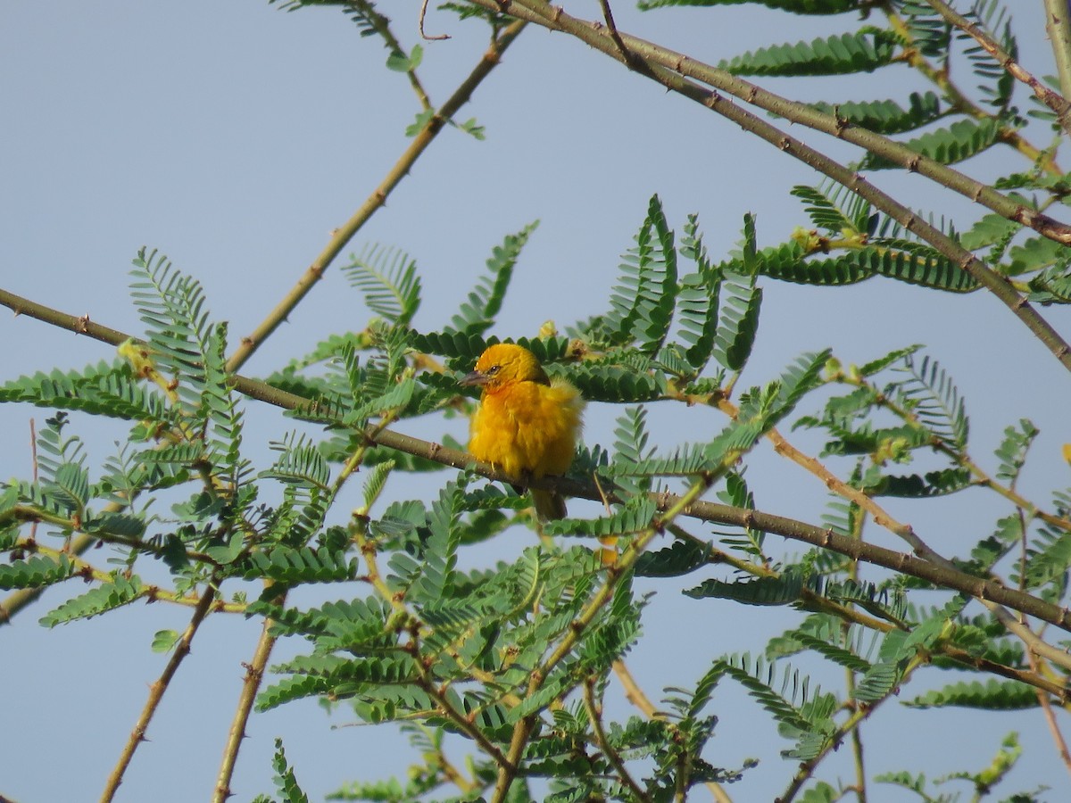 Orange Weaver - Nicholas Fordyce - Birding Africa