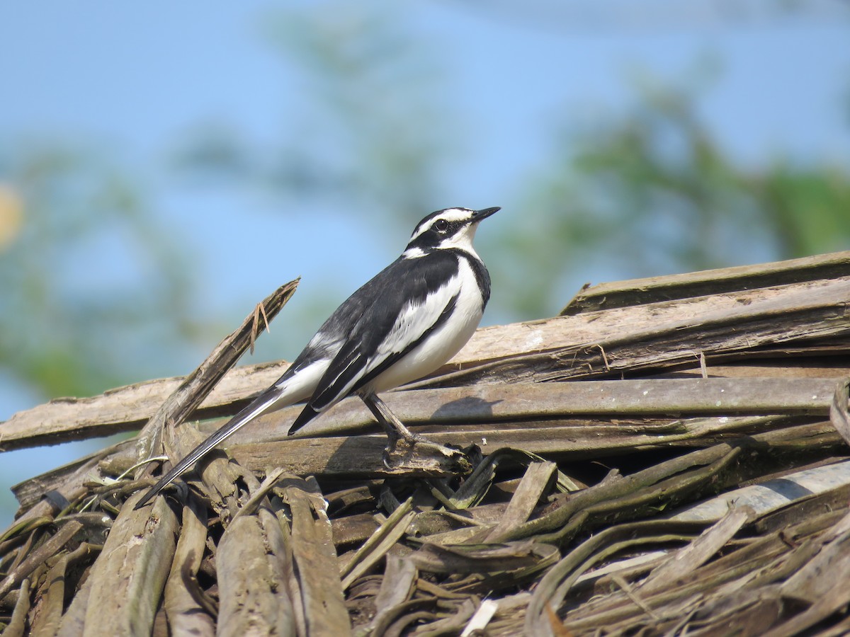African Pied Wagtail - ML107893371