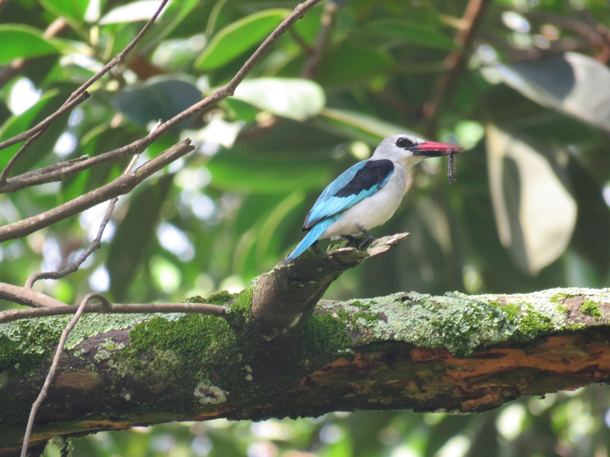 Woodland Kingfisher - Nicholas Fordyce - Birding Africa