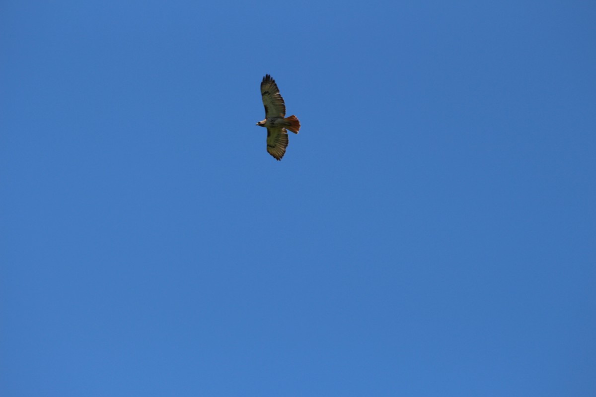 Red-tailed Hawk - ML107896151