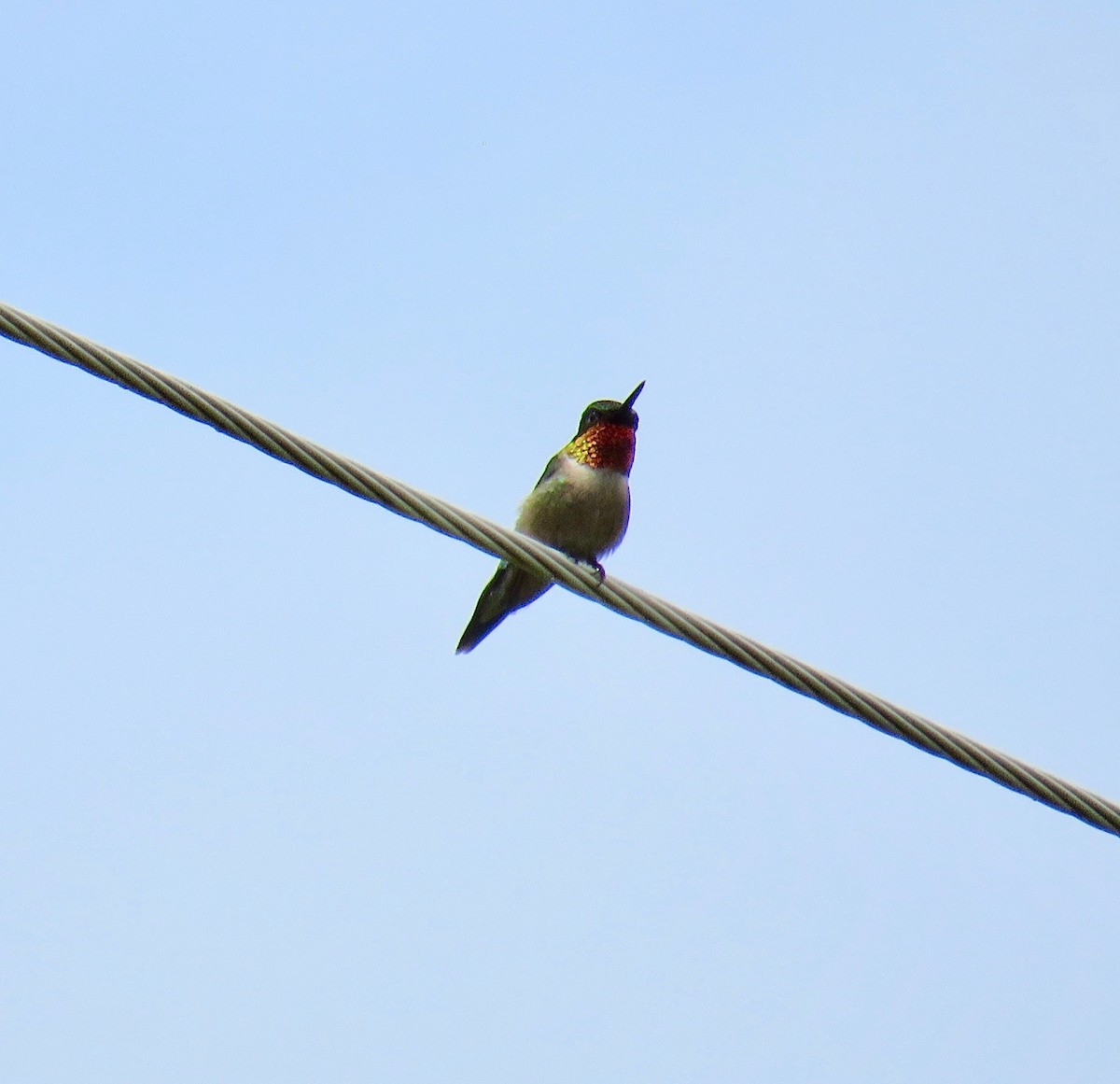 Ruby-throated Hummingbird - ML107897041
