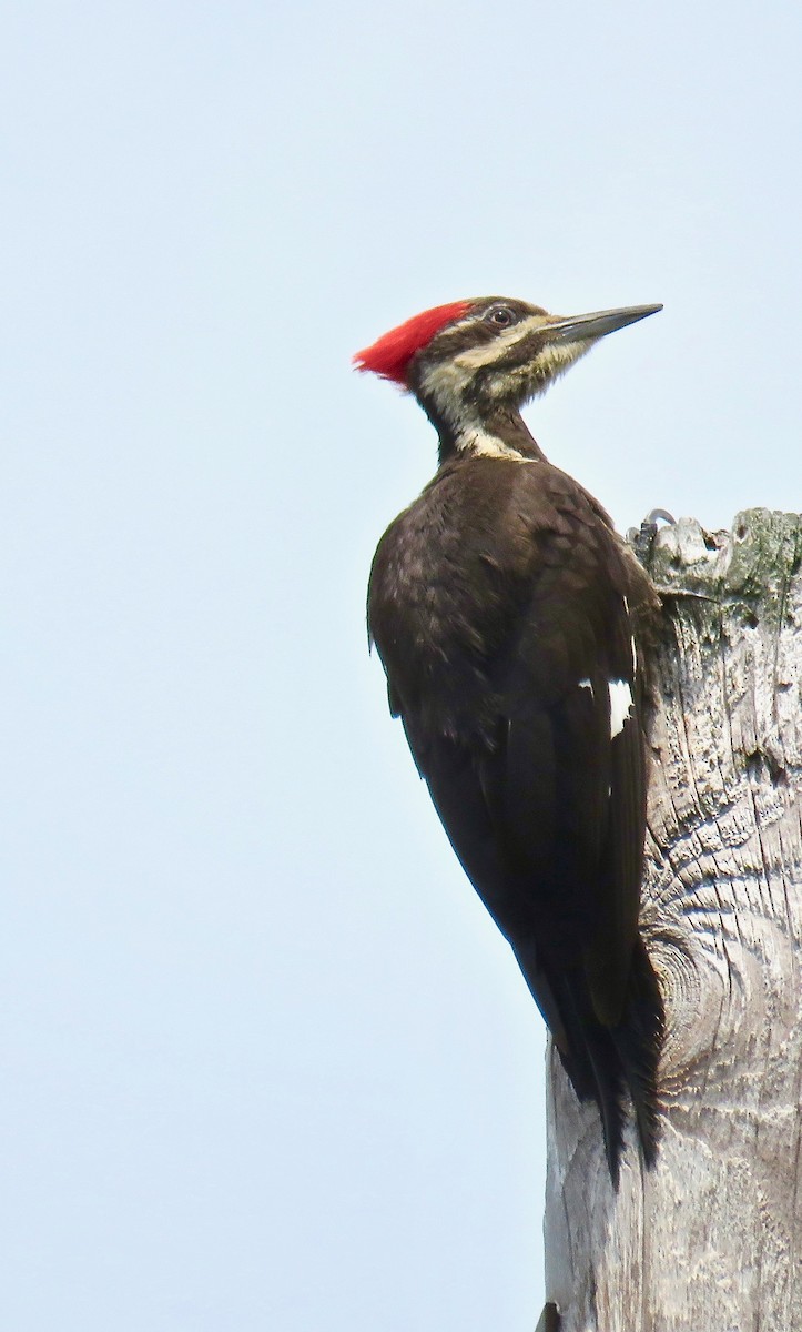 Pileated Woodpecker - ML107897111