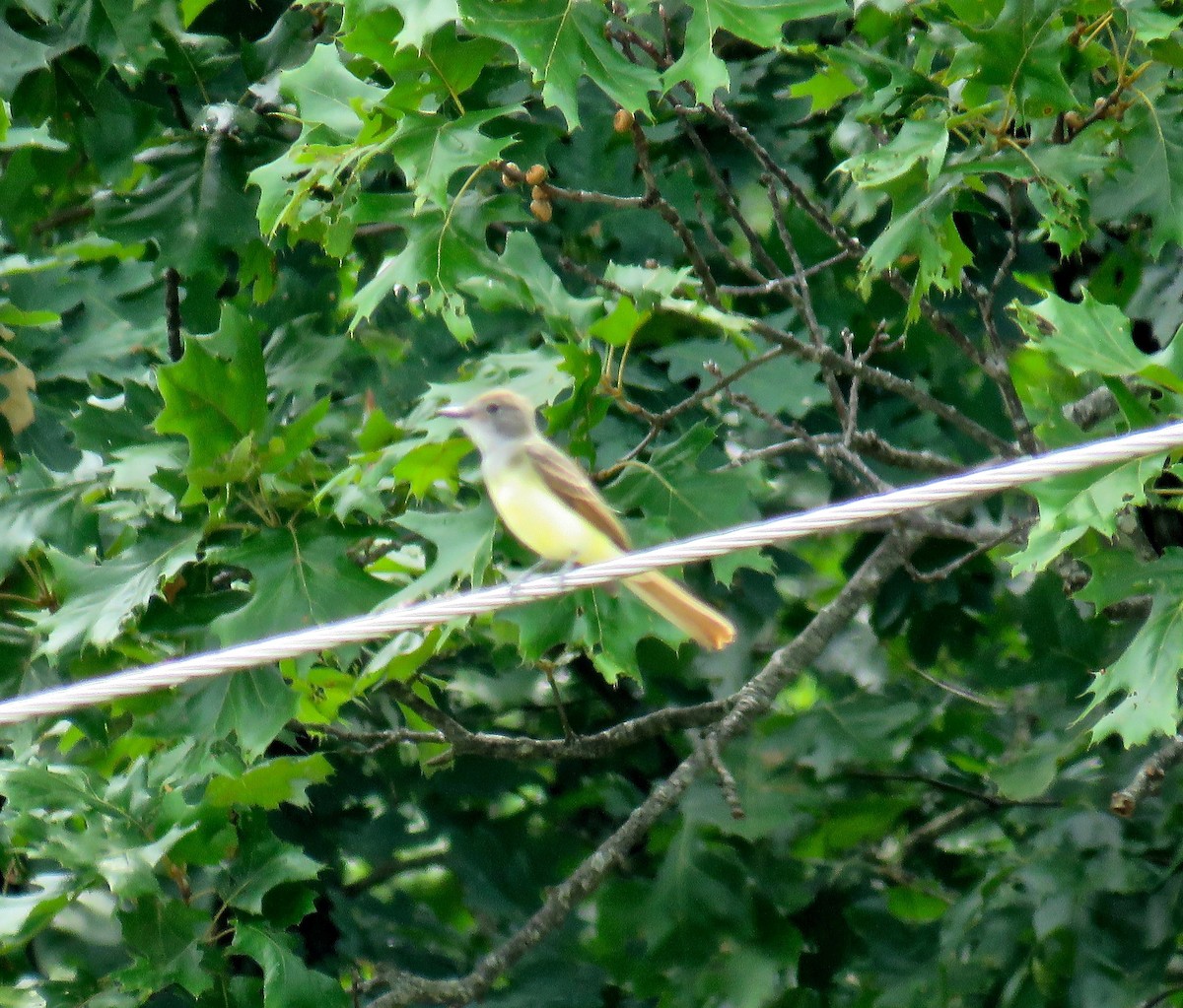 Great Crested Flycatcher - ML107897191