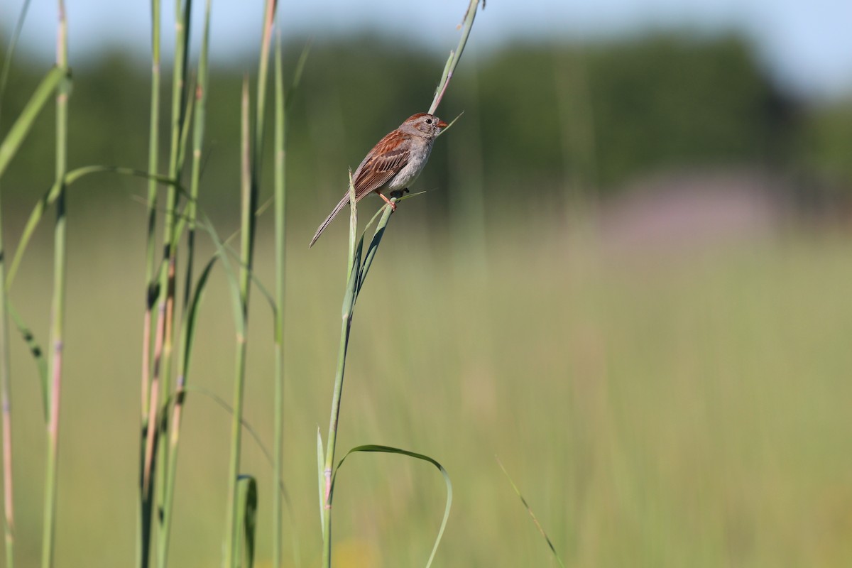 Field Sparrow - Russell Allison