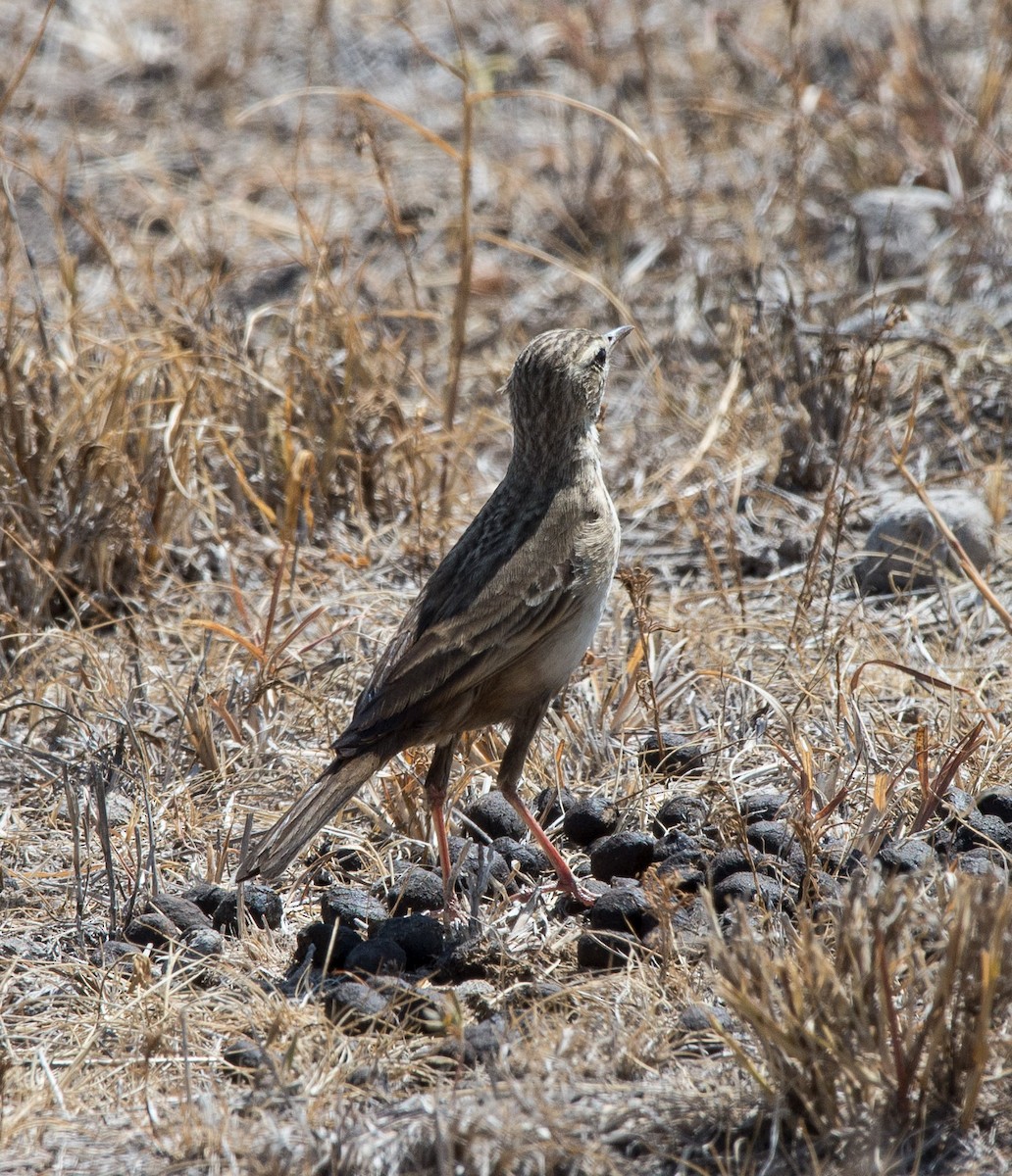 African Pipit - ML107899001