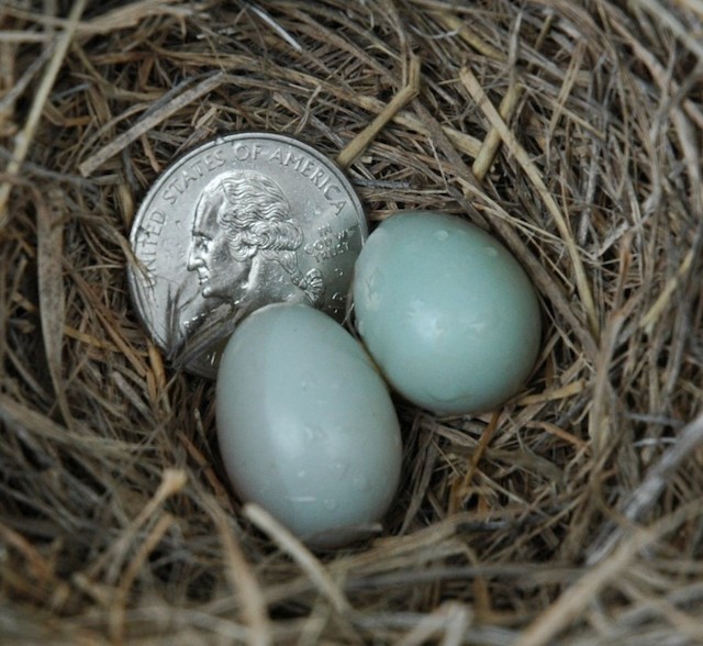 Photos Mountain Bluebird Sialia Currucoides Birds Of The World