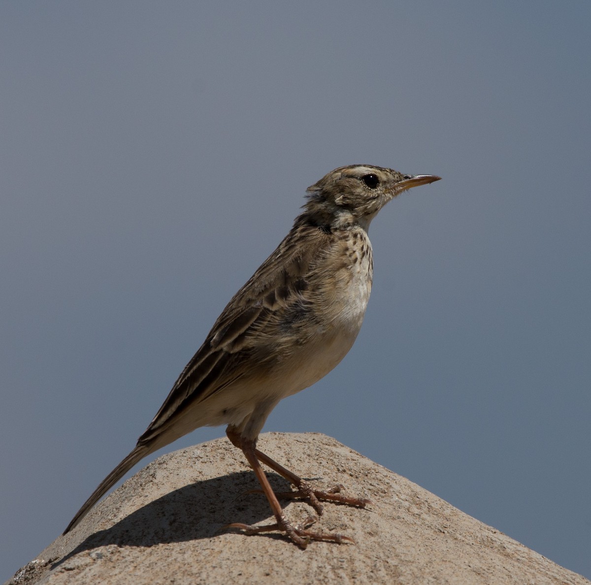 African Pipit - ML107899421
