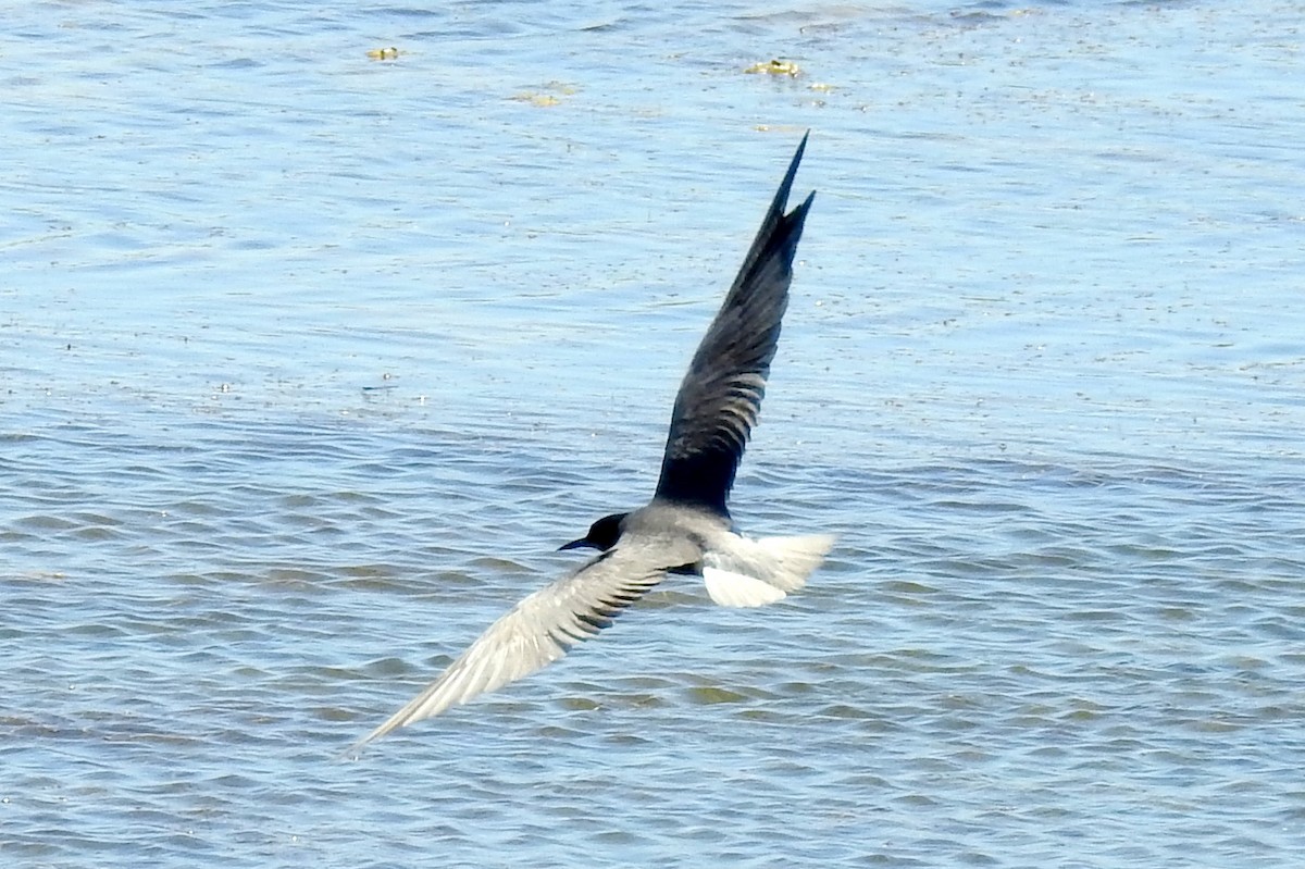 Black Tern (Eurasian) - bob butler