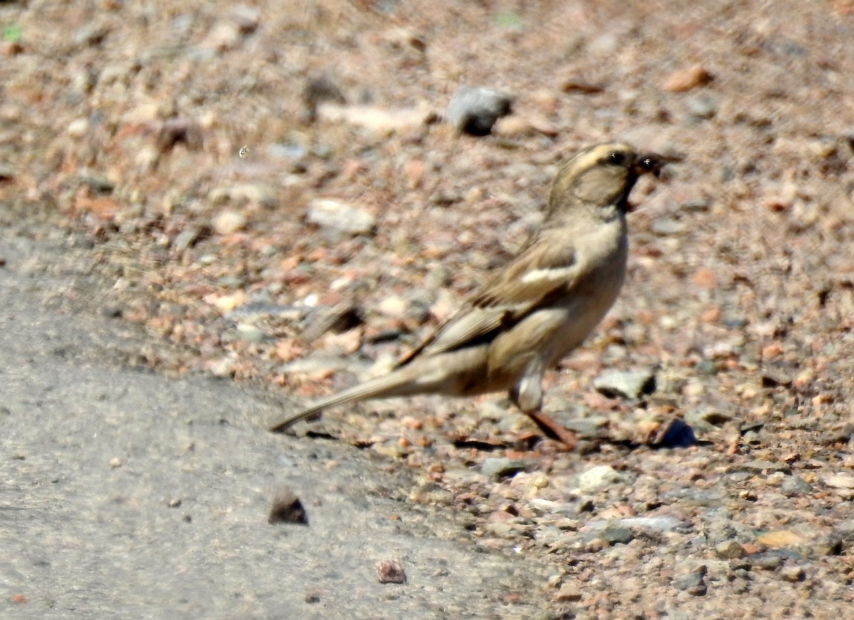 Saxaul Sparrow - bob butler