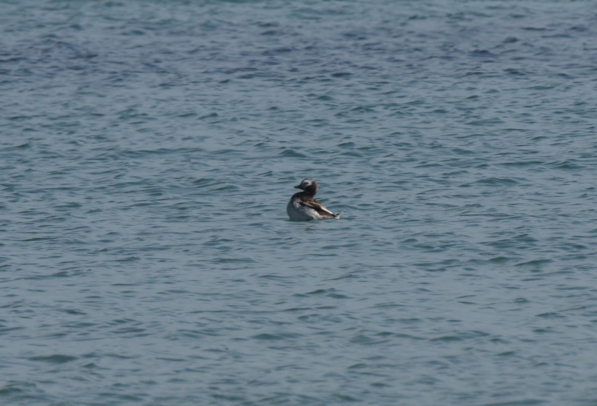 Long-tailed Duck - Frederick Bowes