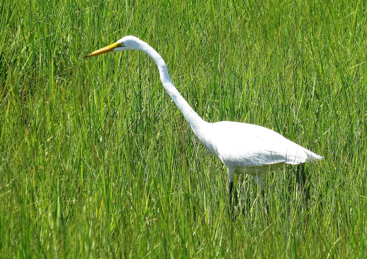 Great Egret - Timothy Fennell