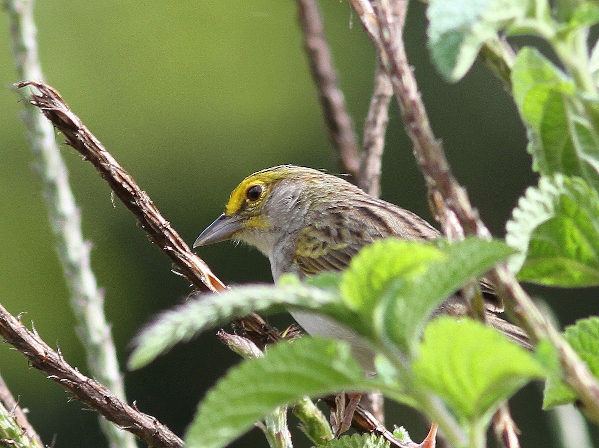 Yellow-browed Sparrow - Guy Poisson