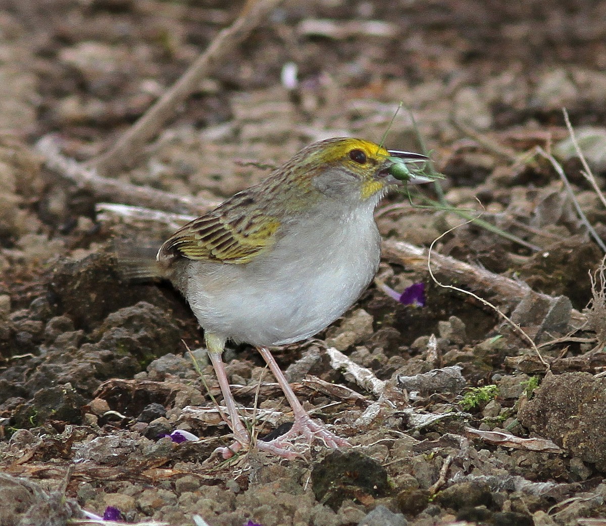 Yellow-browed Sparrow - ML107905031
