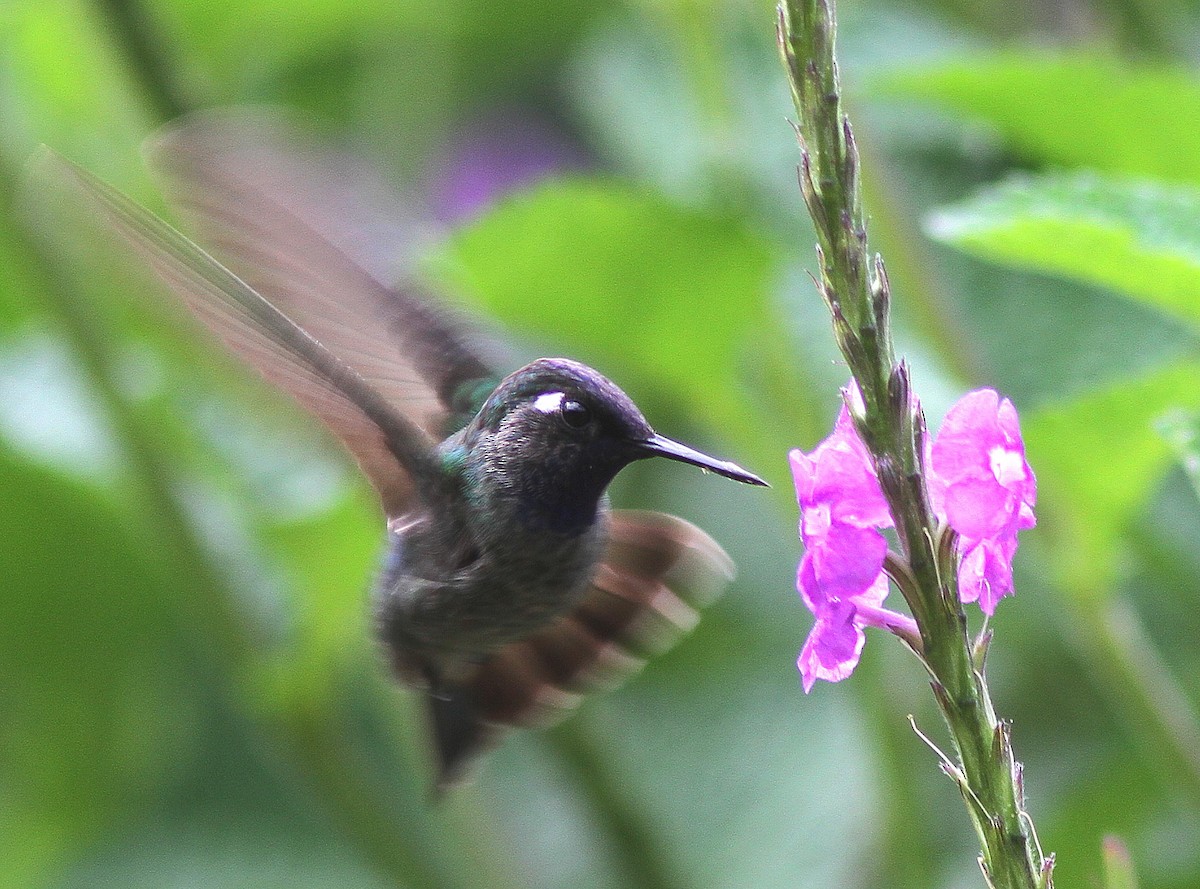 Violet-headed Hummingbird - Guy Poisson