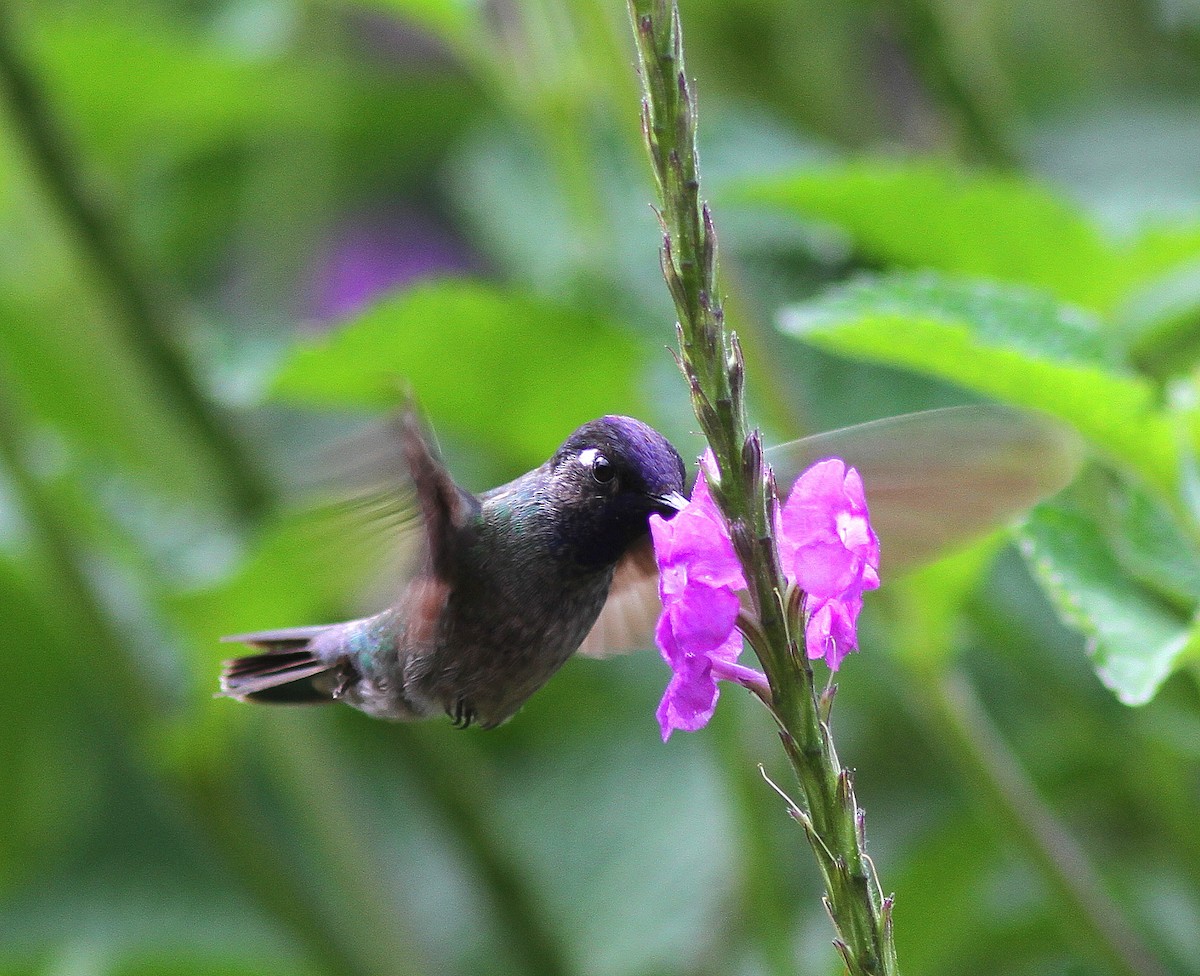 Violet-headed Hummingbird - ML107905961