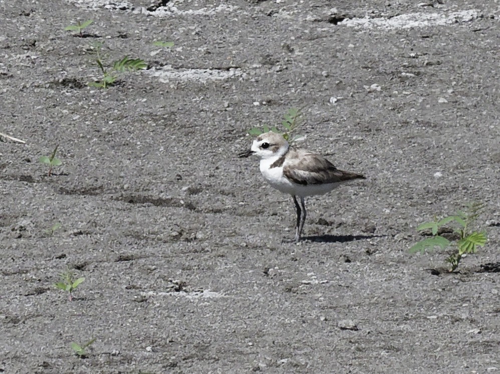 Snowy Plover - Dina Perry