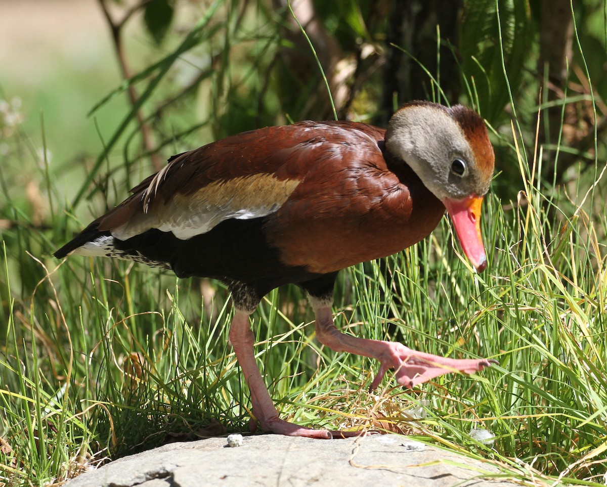 Black-bellied Whistling-Duck - Don Coons