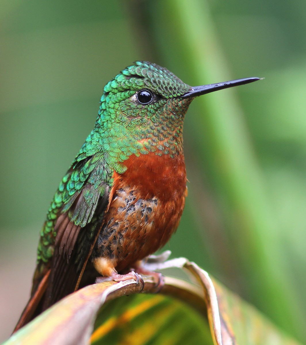 kolibřík peruánský - ML107907201