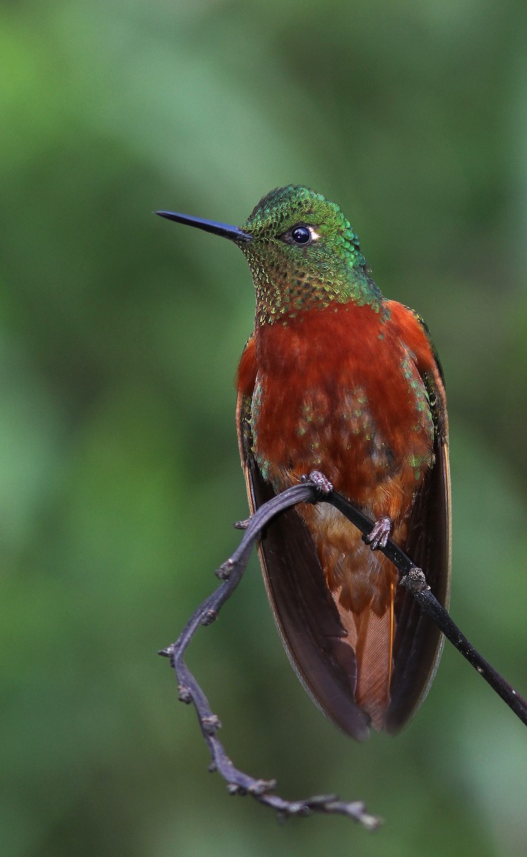 kolibřík peruánský - ML107907211