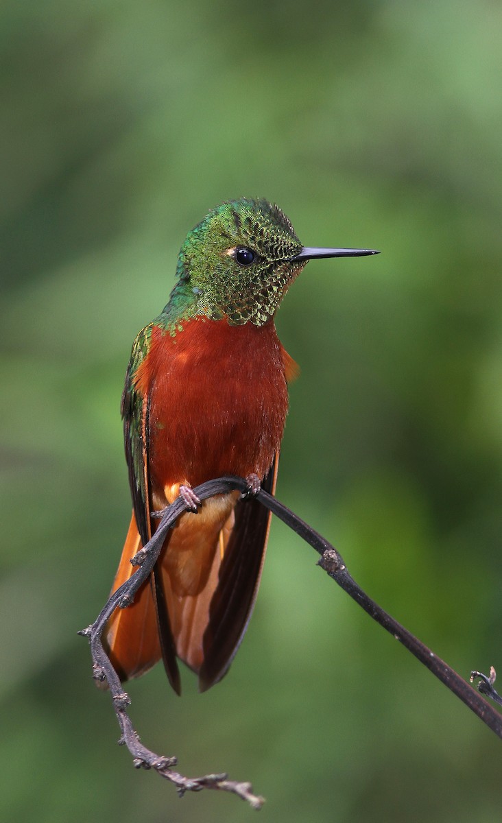 kolibřík peruánský - ML107907231