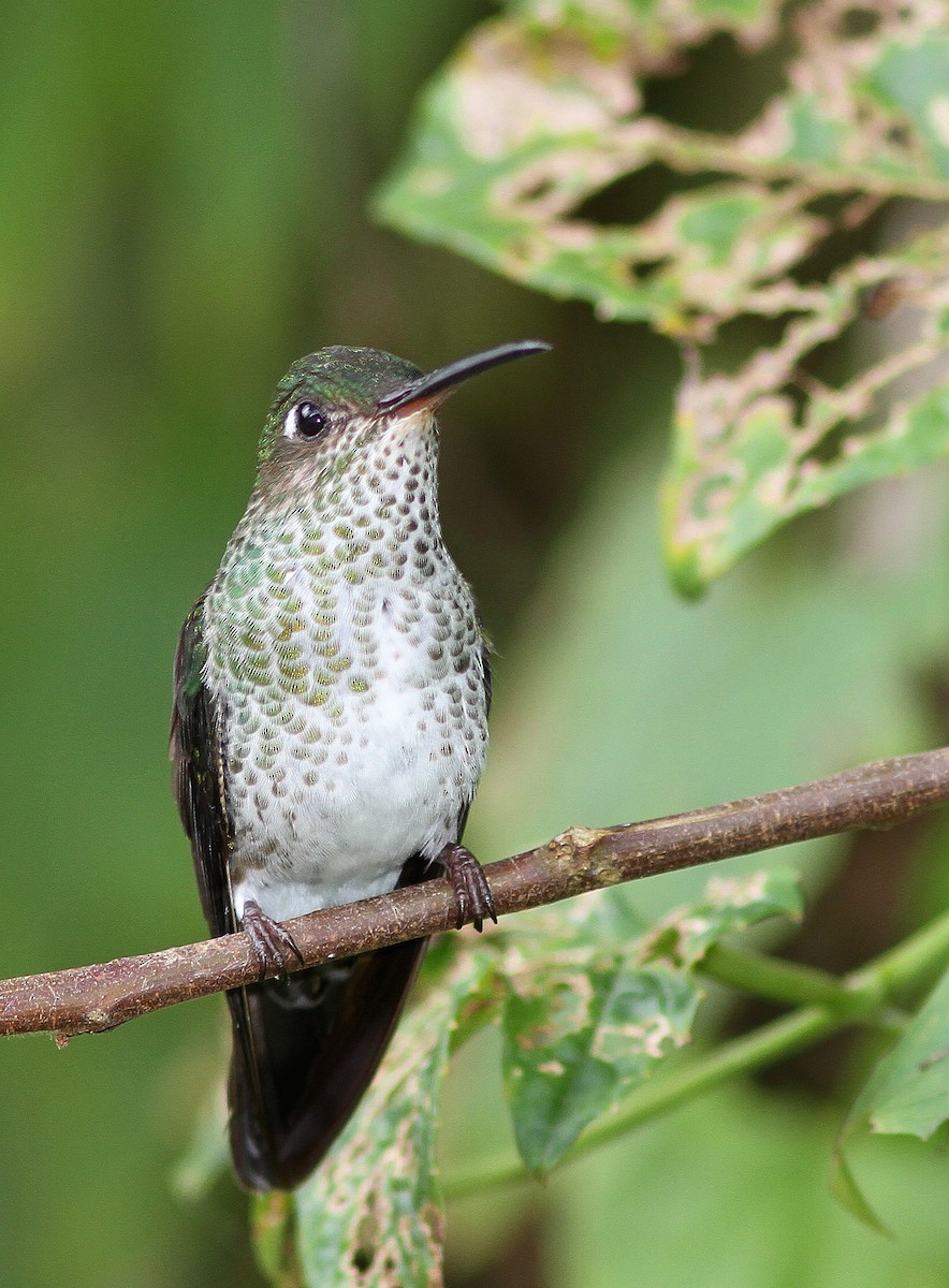 Many-spotted Hummingbird - Guy Poisson