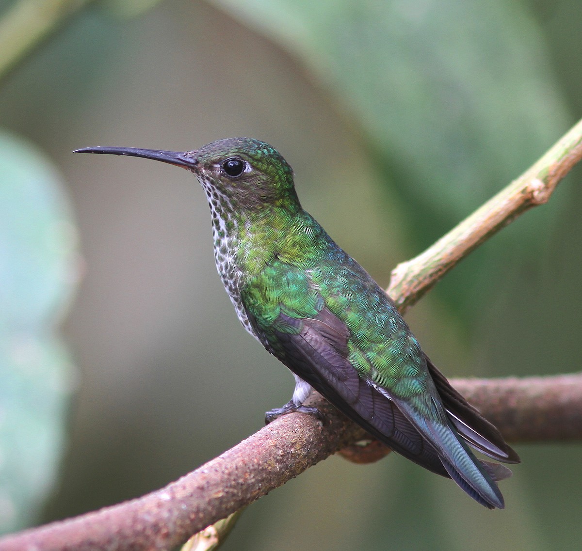 Many-spotted Hummingbird - ML107908531