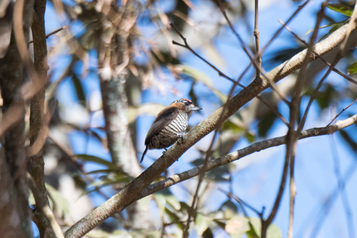 Ochre-collared Piculet - ML107909541