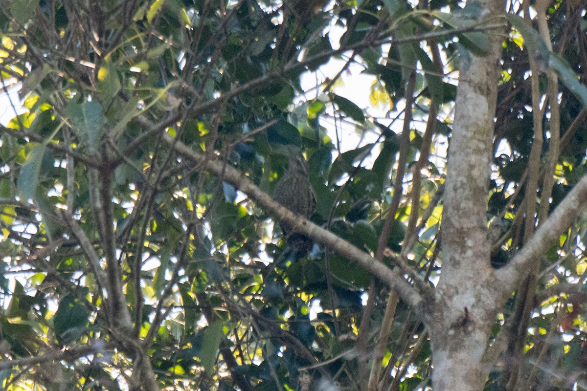White-spotted Woodpecker - Nige Hartley