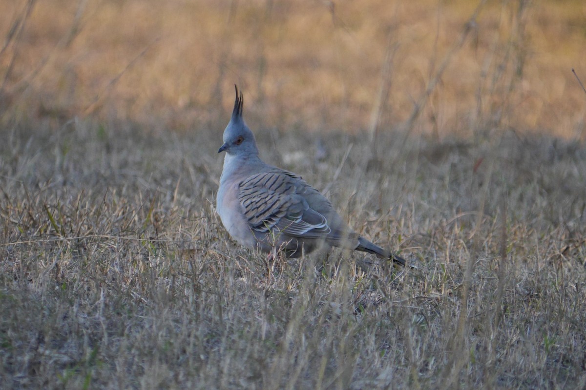 Crested Pigeon - ML107914001