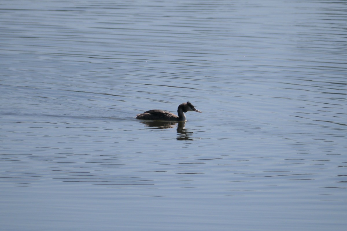 Great Crested Grebe - ML107914591