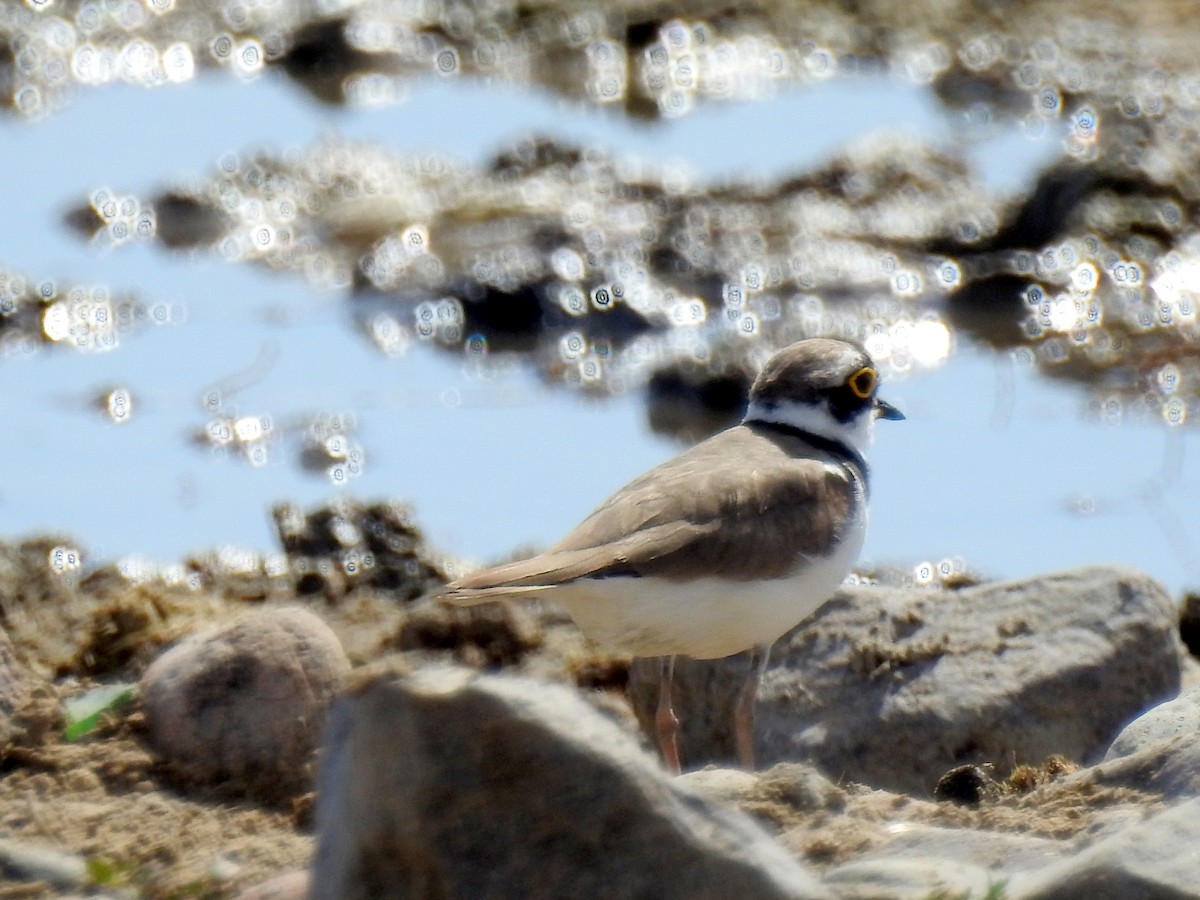 Little Ringed Plover (curonicus) - ML107919601