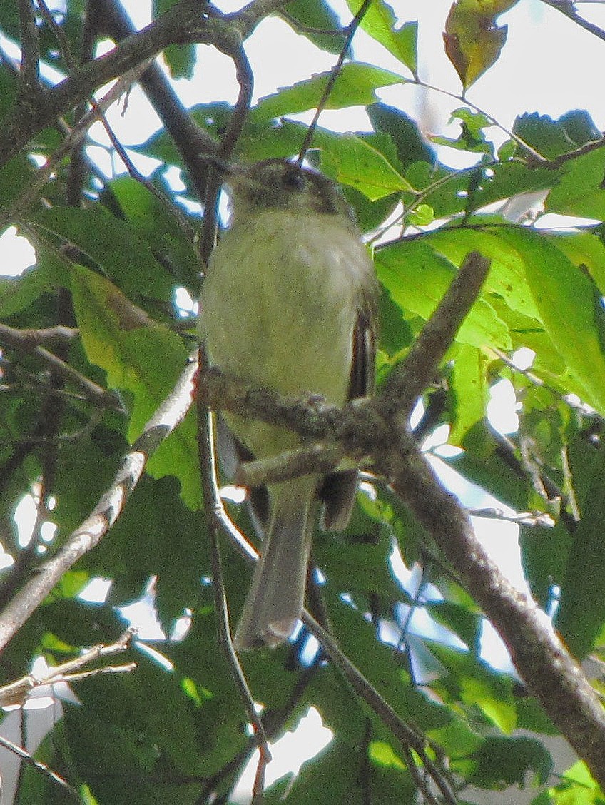 Sepia-capped Flycatcher - ML107920231