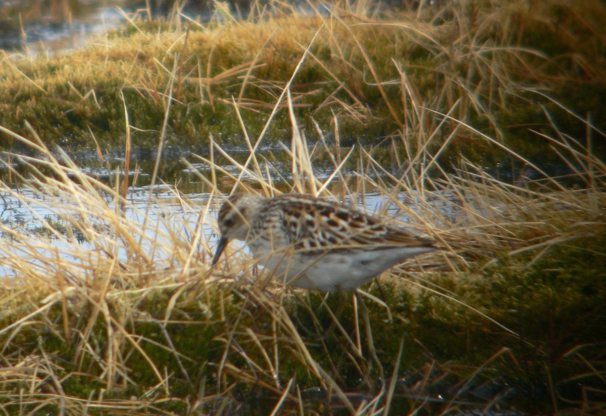 Long-toed Stint - R.D. Wallace