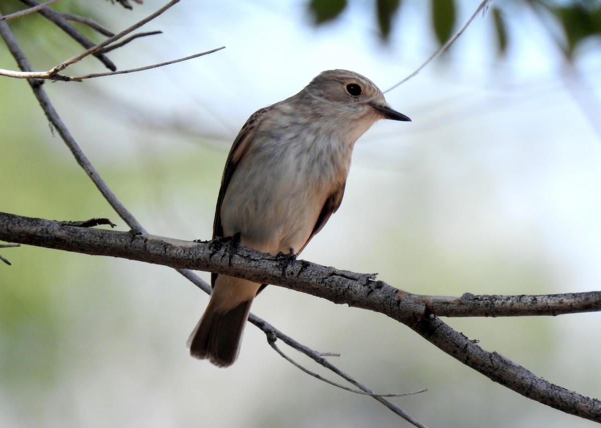 Spotted Flycatcher (Spotted) - ML107922061