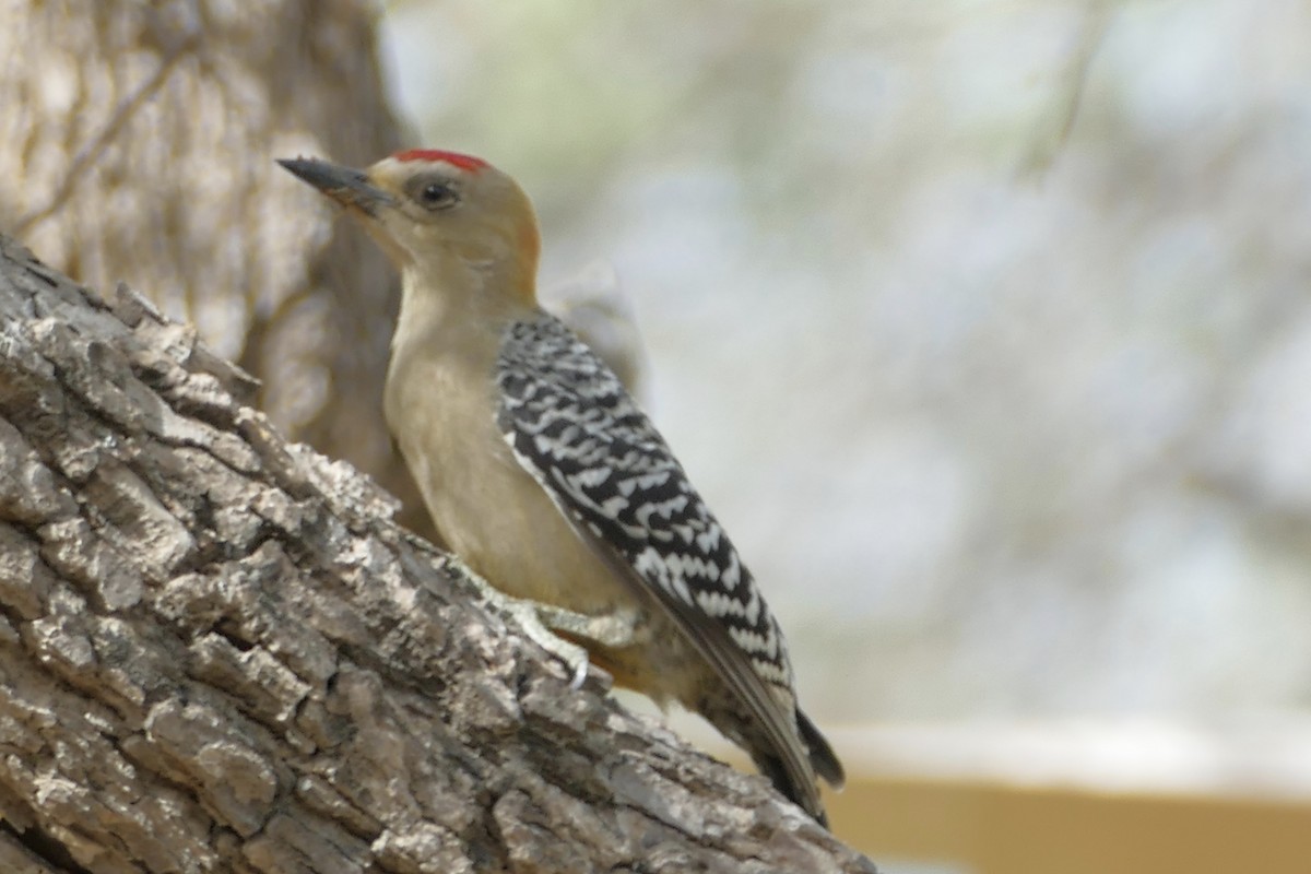 Red-crowned Woodpecker - ML107925401