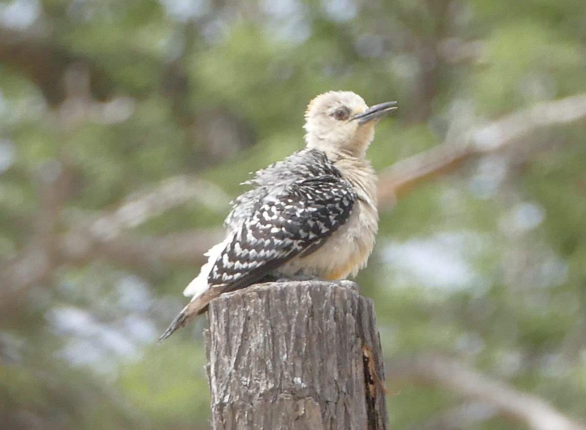 Red-crowned Woodpecker - ML107925431