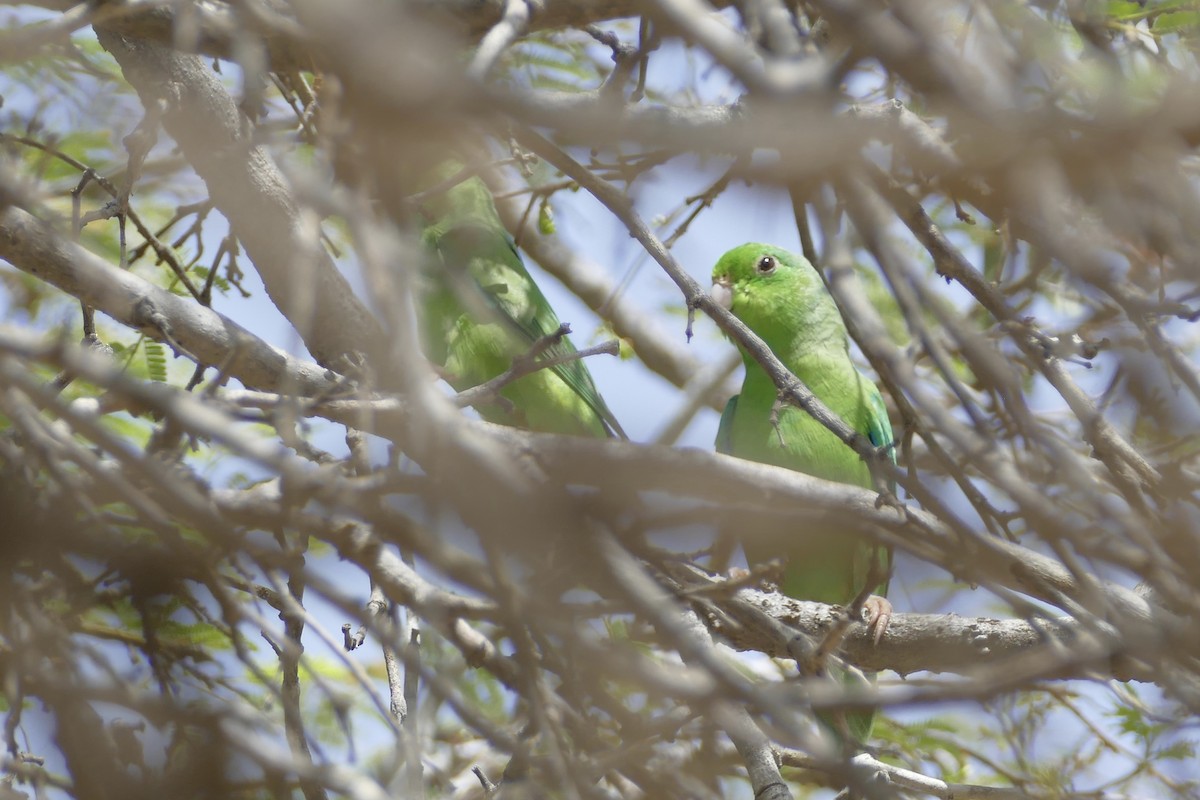 Зелёный воробьиный попугайчик - ML107925661