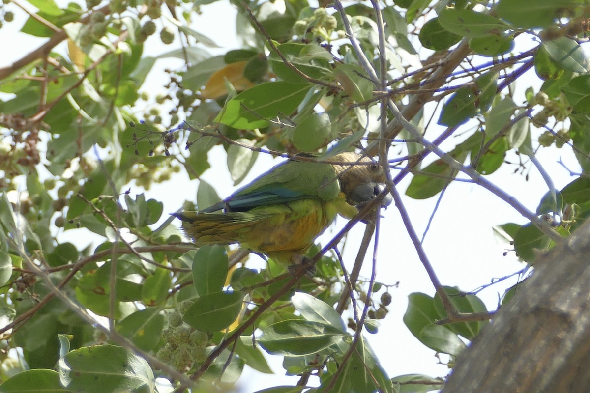 Brown-throated Parakeet (Brown-throated) - ML107925721