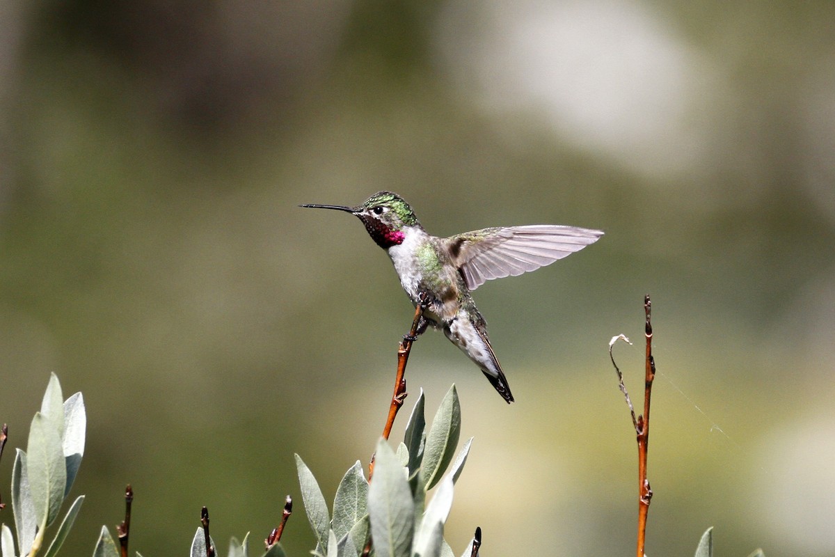 Broad-tailed Hummingbird - Dave Beeke