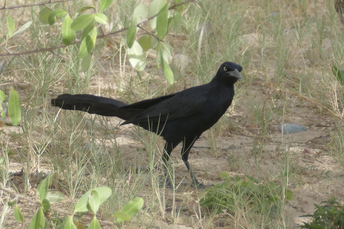 Great-tailed Grackle - ML107926991