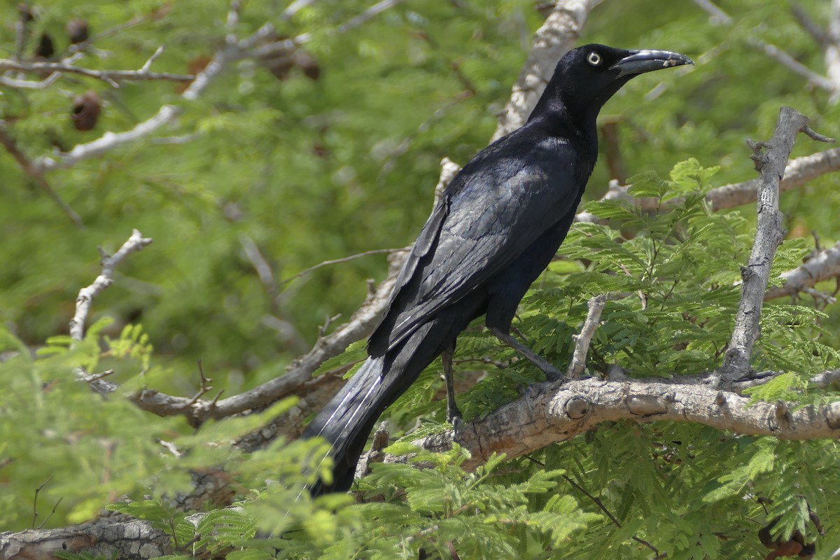 Great-tailed Grackle - ML107927001