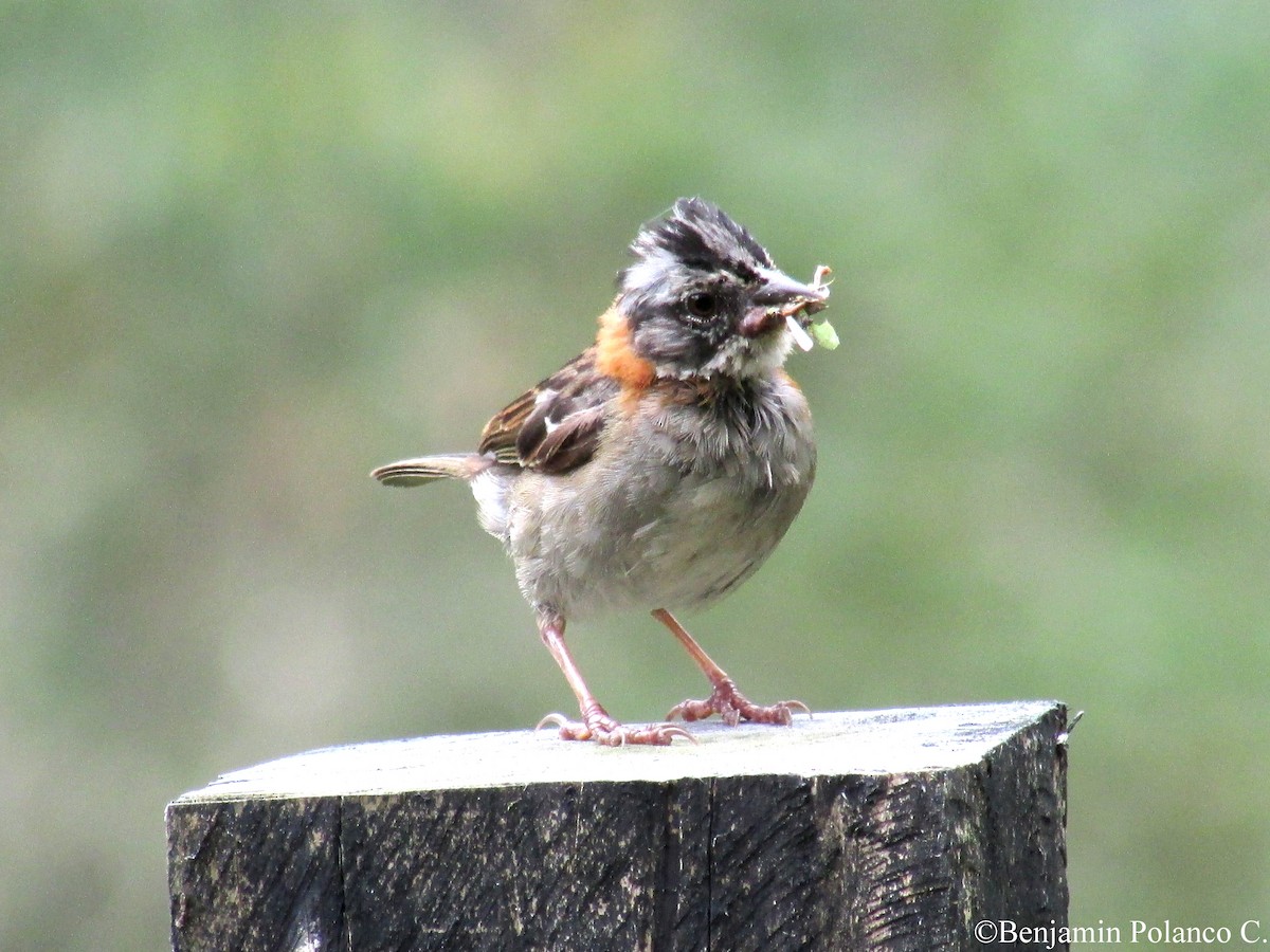 Rufous-collared Sparrow - Benjamin Polanco