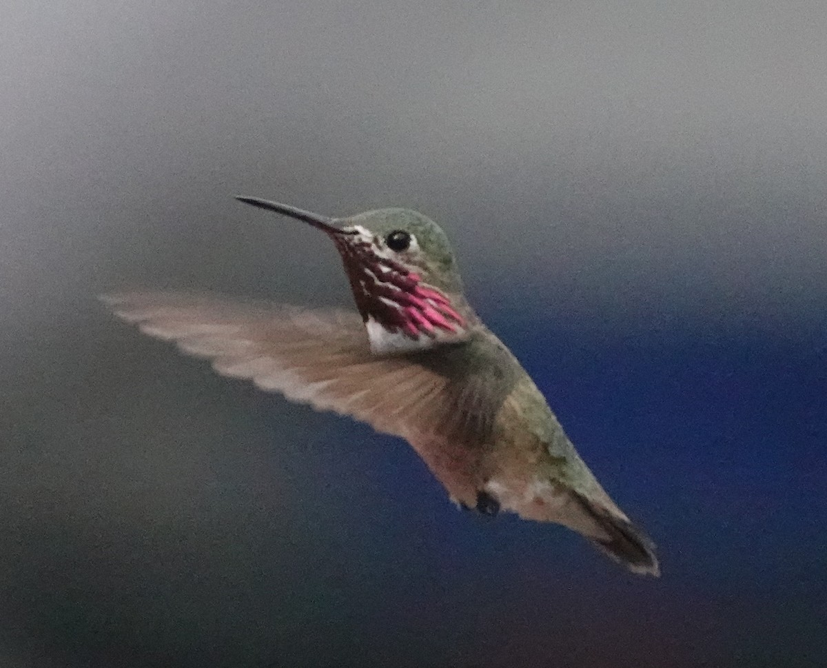 Calliope Hummingbird - Jason Wilder
