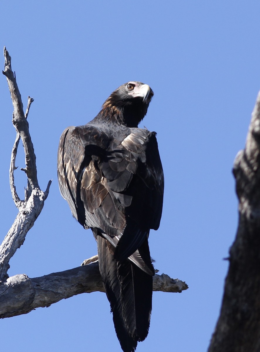Wedge-tailed Eagle - Richard and Margaret Alcorn