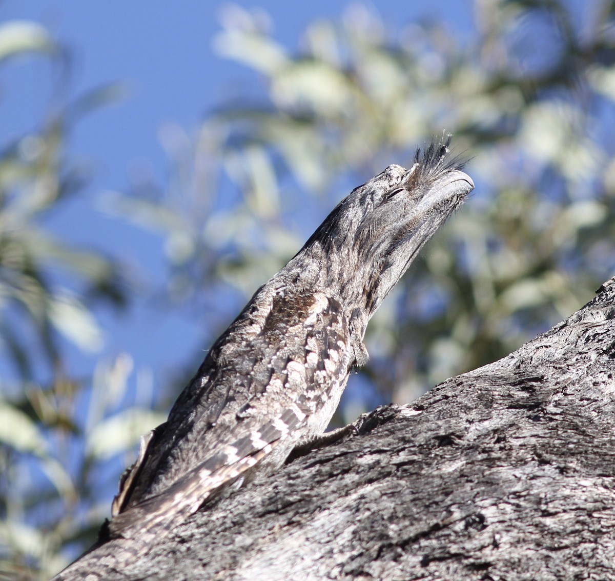 Tawny Frogmouth - Richard and Margaret Alcorn